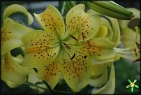 www.floristic.ru - . (Lilium)
