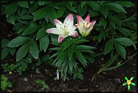 www.floristic.ru - . (Lilium)