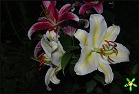 www.floristic.ru - . (Lilium)