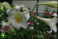 www.floristic.ru - . (Lilium)