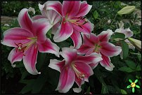 www.floristic.ru - . (Lilium)