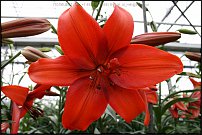 www.floristic.ru - . (Lilium)