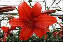 www.floristic.ru - . (Lilium)