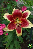 www.floristic.ru - . (Lilium)