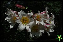 www.floristic.ru - . (Lilium)