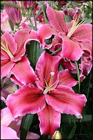 www.floristic.ru - . (Lilium)