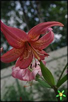 www.floristic.ru - . (Lilium)