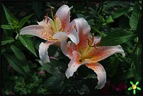 www.floristic.ru - . (Lilium)