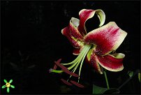 www.floristic.ru - . (Lilium)