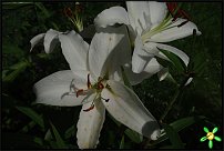 www.floristic.ru - . (Lilium)