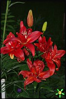 www.floristic.ru - . (Lilium)