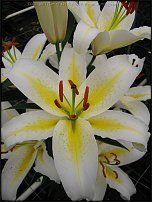 www.floristic.ru - . (Lilium)