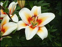 www.floristic.ru - . (Lilium)