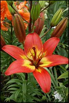 www.floristic.ru - . (Lilium)