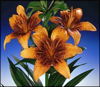 www.floristic.ru - . (Lilium)