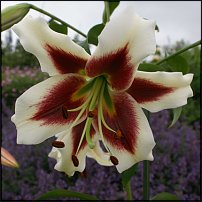 www.floristic.ru - . (Lilium)