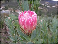 www.floristic.ru - . (Protea)