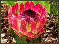 www.floristic.ru - . (Protea)