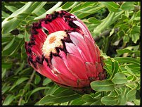 www.floristic.ru - . (Protea)