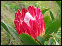 www.floristic.ru - . (Protea)