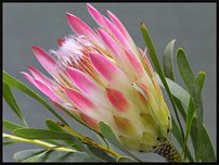 www.floristic.ru - . (Protea)