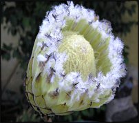 www.floristic.ru - . (Protea)