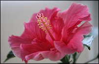 www.floristic.ru - .   .