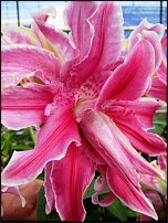 www.floristic.ru - . (Lilium)