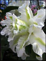 www.floristic.ru - . (Lilium)