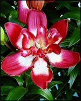 www.floristic.ru - . (Lilium)