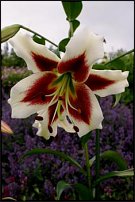 www.floristic.ru - . (Lilium)