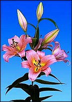 www.floristic.ru - . (Lilium)