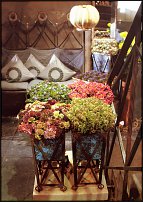www.floristic.ru - .       - ?