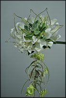 www.floristic.ru - . 