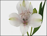 www.floristic.ru - . ALSTROEMERIA ()