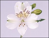 www.floristic.ru - . ALSTROEMERIA ()