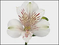 www.floristic.ru - . ALSTROEMERIA ()