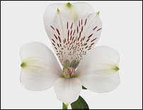 www.floristic.ru - . ALSTROEMERIA ()