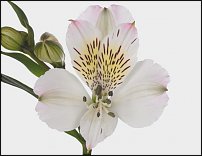 www.floristic.ru - . ALSTROEMERIA ()