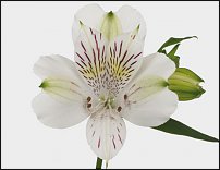 www.floristic.ru - . ALSTROEMERIA ()