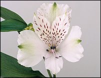 www.floristic.ru - . ALSTROEMERIA ()