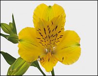 www.floristic.ru - . ALSTROEMERIA ()