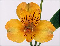 www.floristic.ru - . ALSTROEMERIA ()