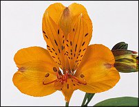 www.floristic.ru - . ALSTROEMERIA ()