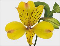 www.floristic.ru - . ALSTROEMERIA ()