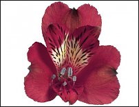 www.floristic.ru - . ALSTROEMERIA ()