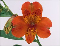 www.floristic.ru - . ALSTROEMERIA ()