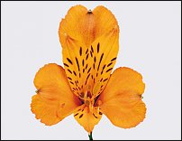 www.floristic.ru - . ALSTROEMERIA ()