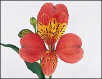 www.floristic.ru - . ALSTROEMERIA ()