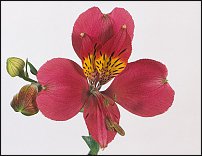 www.floristic.ru - . ALSTROEMERIA ()